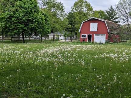 Dandelions_and_a_barn – Mom's Guide to the Galaxy